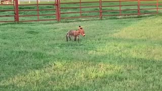 Baby miniature donkey running - so cute!!