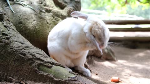 Furry Cotton Tails