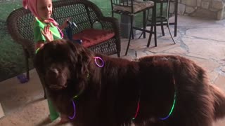 Little girl preps her giant puppy for Halloween