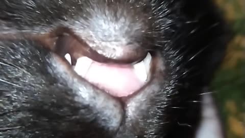 The cat moved its mouth in its sleep!