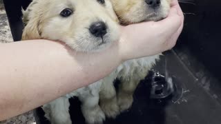 Double Spa Day for Adorable Puppy Duo