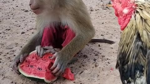 Smart monkey 🐒and animals