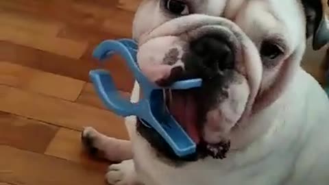 This English Bulldog does something hilarious with a clip!