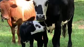 Adorable 3day old calf.