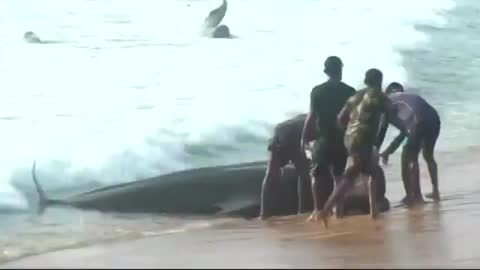Rescue: Mass Beaching Of Pilot Whales