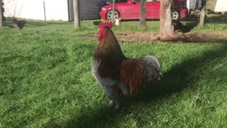 Toxteth O'Grady USA crowing rooster