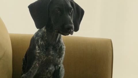Bird dog hears geese for the first time, has adorable reaction