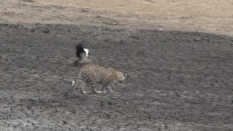 Mother Goose Fakes Injury, Outsmarts Leopard