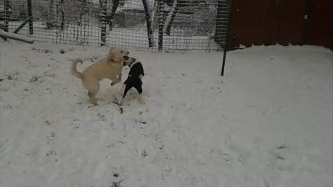 Dogs enjoy playing in first snowfall