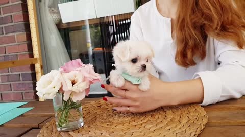 Teacup Maltese Puppy, Adorable, Fluffy Maltese, Playful Maltese Puppy