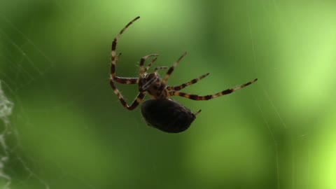 Female Spider Dirty Flies Trap in Garden