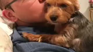 My Yorky loves kisses