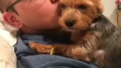 My Yorky loves kisses