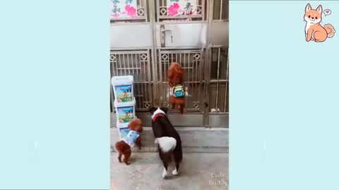 Funny dogs and cats Best video Funny 2021