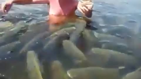 Swimming With and Feeding Hungry Catfish