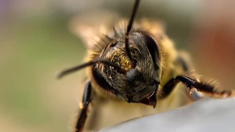 Macro Zoom of a Bee