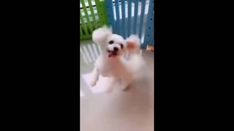 Funny Cute Dogs Short Compilation