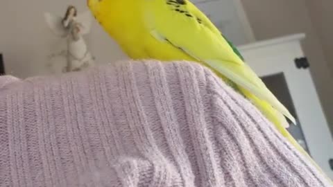 The cockatiel bird stands on its owner's shoulder and sings with a wonderful voice