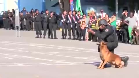 1st Class Military Dog Training | Funny Dog