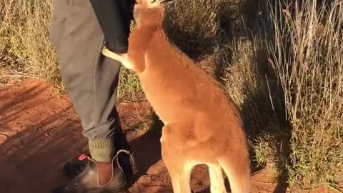 Baby Kangaroos Playing