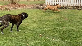 Dogs run free for first time!