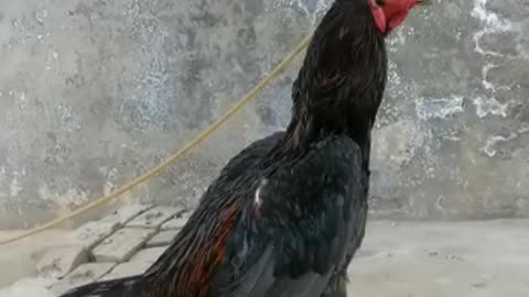Beautiful Rooster 🐓 Video By Kingdom Of Awais