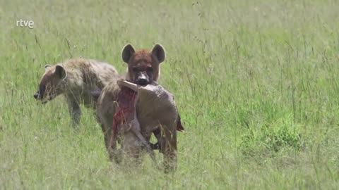 Leones y hienas. Dueños de la muerte, guardianes de la vida