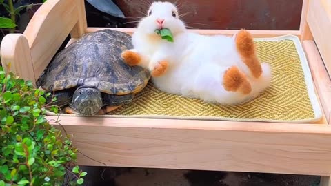 Beautiful bunny video | Rabbit videos | cute satisfying videos | video for kids
