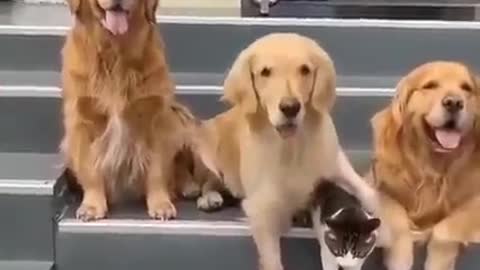 Dog Cats Dogs Funny #funny 🐕🐯👶