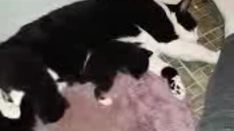 Male Cat Becomes Foster mom