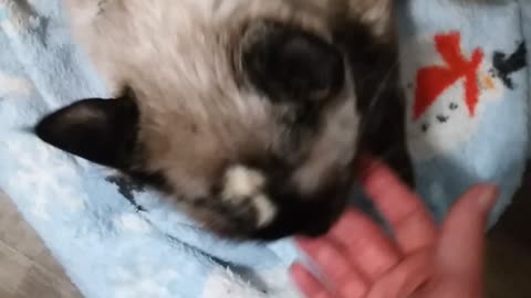 Echo Sucking On My Finger and Getting Her Head Pet