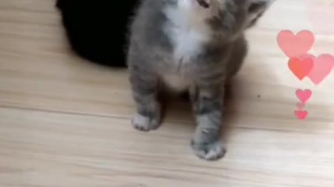 So Many Cute Kittens Compilation