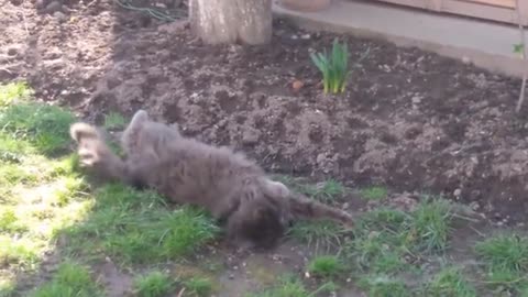 Сat glad to spring (Funny Cute Cat Videos)