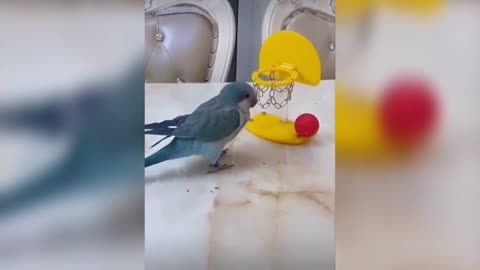 Intelligent Bird reaction on things