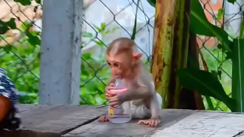 baby monkey crying