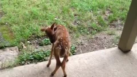 Abandoned Fawn Wants To Go Into Caretaker's House