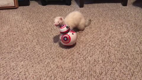 Nibbles new friend, Bootleg Captain America BB-8