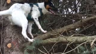 White dog with black face climbs and jumps up tree onto branch