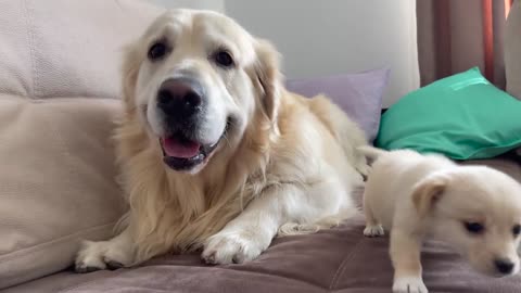 Golden Retriever Confused by new Puppyp