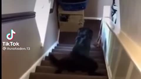 3 ways dogs go down stairs
