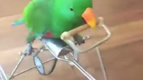 Parrots loves Ridding bicycle