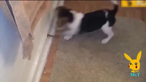 Dog playing with spring door stop