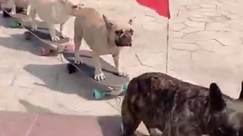 Dogs skateboarding