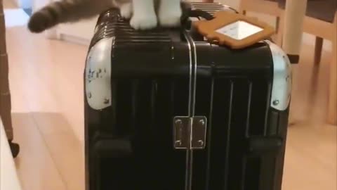 How smart can cats