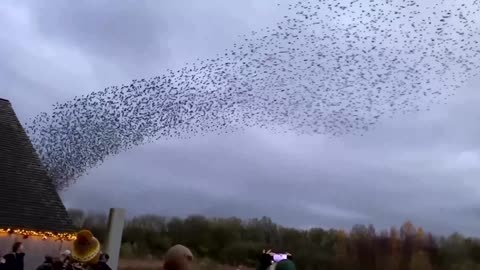 Starling murmuration spotted in UK skies