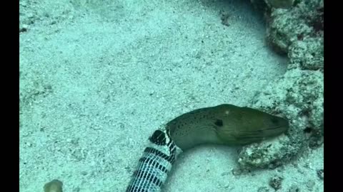 Sea serpent regurgitates a moray eel! wow !