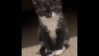 Cute cat suddenly falls asleep standing up straight