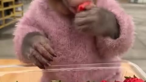 monkey eats strawberries