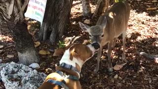 Doggo and Key Deer Give Each Other Kisses