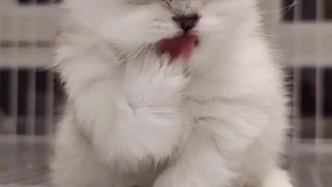 Kittens who like to lick their feet!